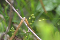 Carex interior