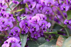 Hardenbergia