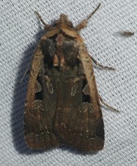 Parabagrotis