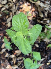 Ruellia drummondiana