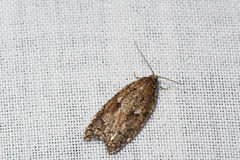 Acleris maccana