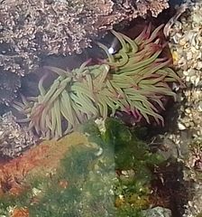 Anemonia viridis