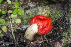 Leratiomyces erythrocephalus