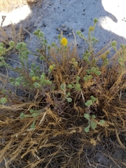 Deinandra bacigalupii