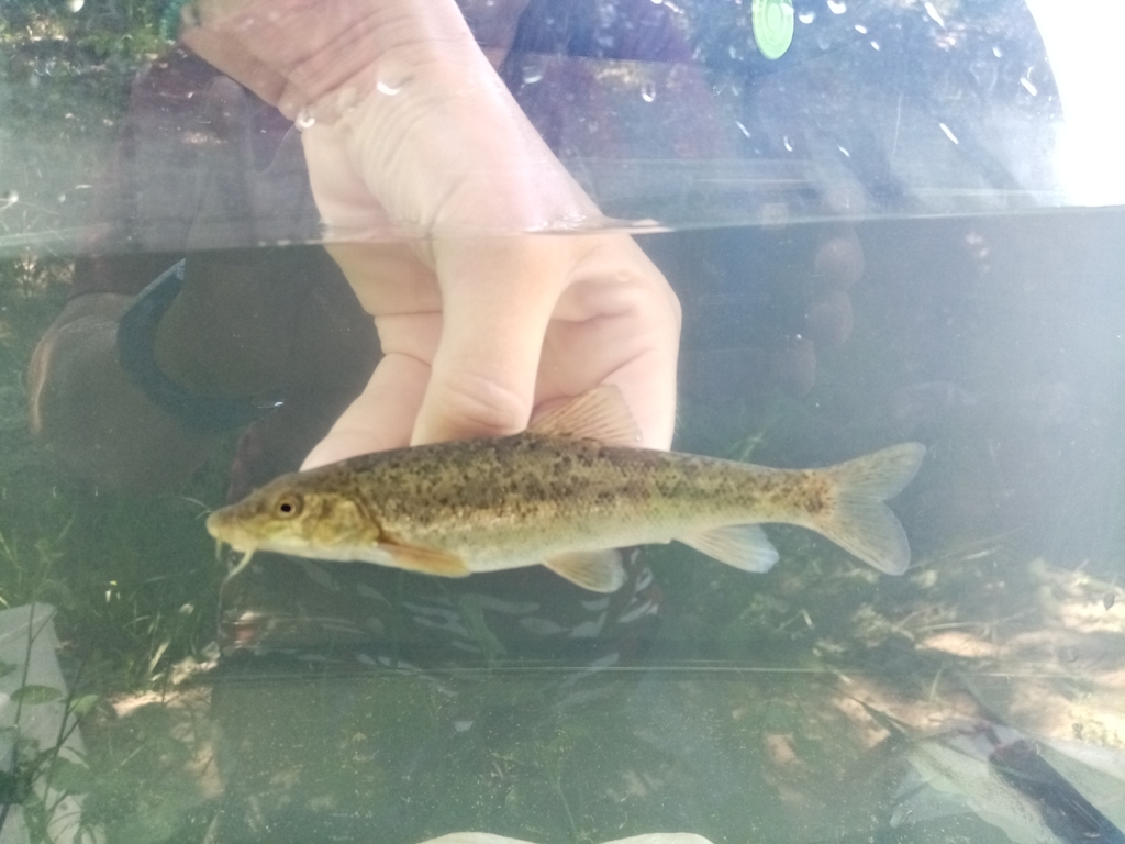 Maritsa Barbel