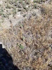 Deinandra bacigalupii