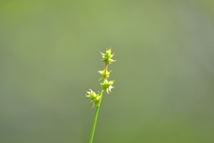 Carex interior