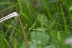 Carex interior