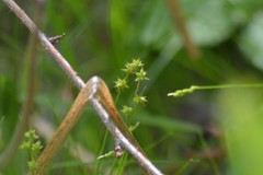 Carex interior