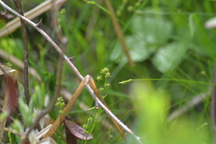 Carex interior
