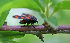 Cercopis vulnerata