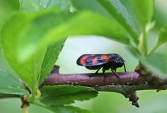 Cercopis vulnerata