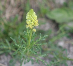 Reseda lutea