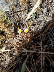 Microseris douglasii douglasii