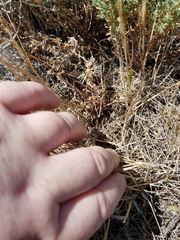 Microseris douglasii douglasii