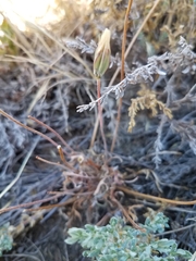 Microseris douglasii douglasii