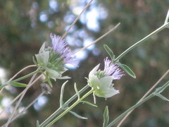 Monardella linoides