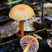 Hygrocybe lilaceolamellata - Photo (c) Shirley Kerr, osa oikeuksista pidätetään (CC BY-NC), lähettänyt Shirley Kerr