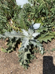 Onopordum acanthium acanthium