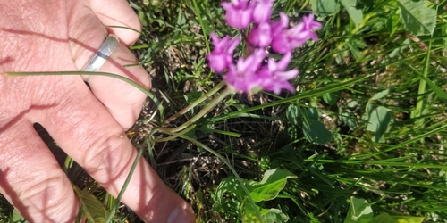 Plains onion (Allium perdulce)