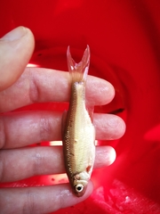 Alburnoides bipunctatus