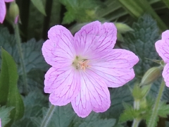 Geranium versicolor