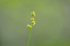Carex interior