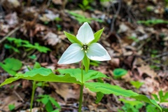 Trillium simile