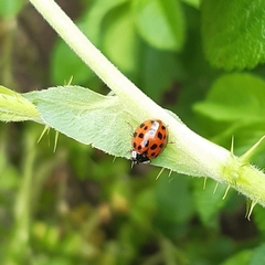Harmonia axyridis