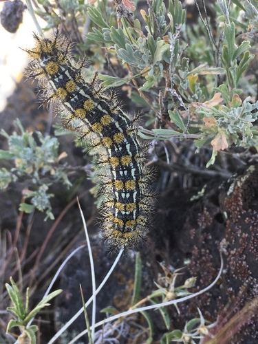 Sagebrush Sheep Moth