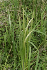 Ustilago filiformis