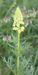 Reseda lutea