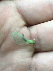 Chrysopa nigricornis