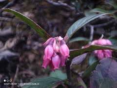 Vaccinium sikkimense