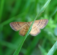 Idaea serpentata