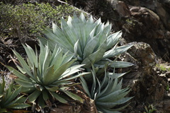 Agave albescens