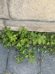 Parietaria judaica
