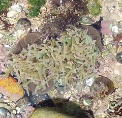 Anemonia viridis