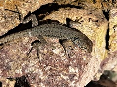 Liolaemus monticola