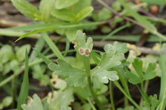 Entyloma ranunculi-scelerati