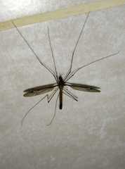 Culiseta longiareolata