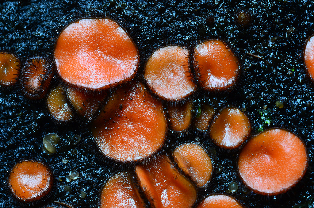 Scutellinia colensoi