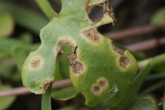 Entyloma ranunculi-scelerati