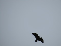 Buteo buteo
