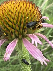 Nemognatha nemorensis