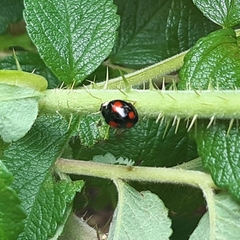 Harmonia axyridis