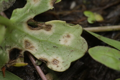 Entyloma ranunculi-scelerati