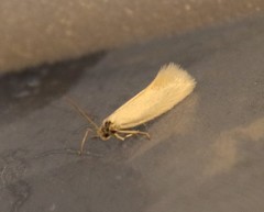 Elachista argentella