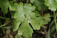 Entyloma ranunculi-scelerati