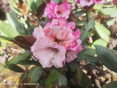 Rhododendron bhutanense